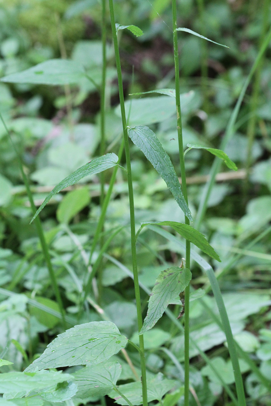 Изображение особи Phyteuma spicatum.