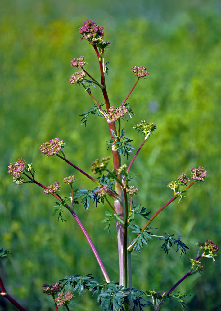 Изображение особи Xanthoselinum alsaticum.