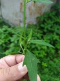 Atriplex patula