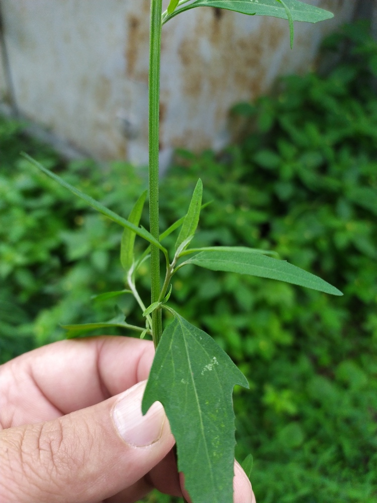 Image of Atriplex patula specimen.