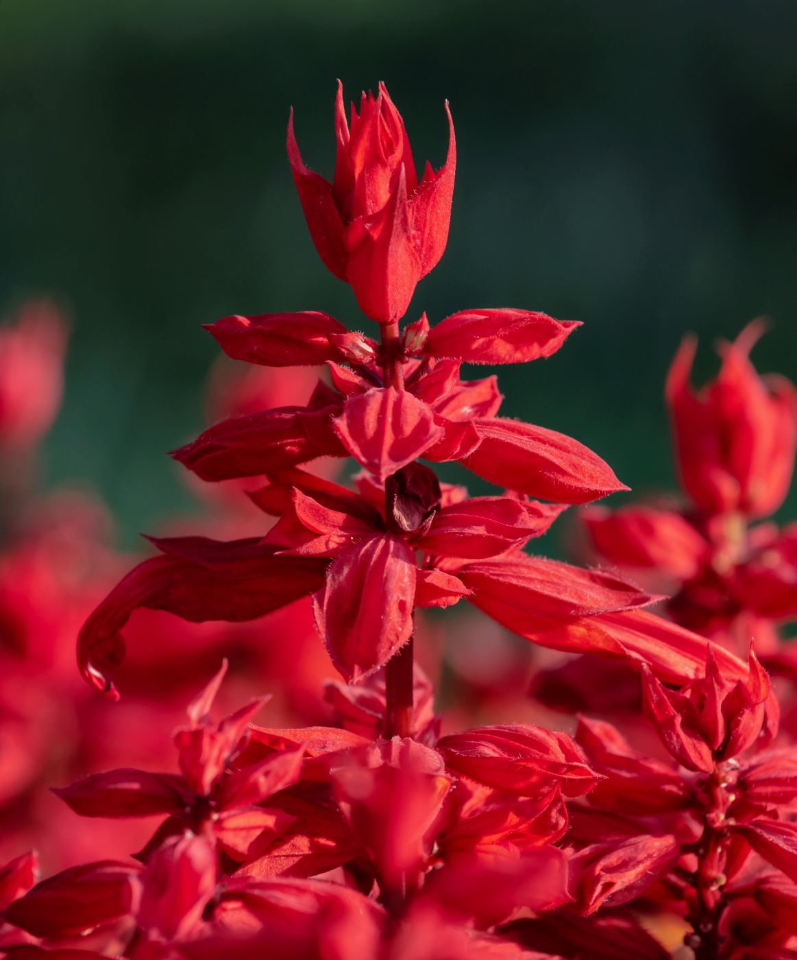 Image of Salvia splendens specimen.