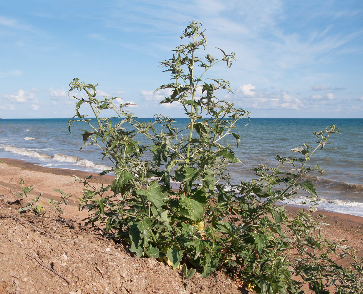 Изображение особи Atriplex aucheri.