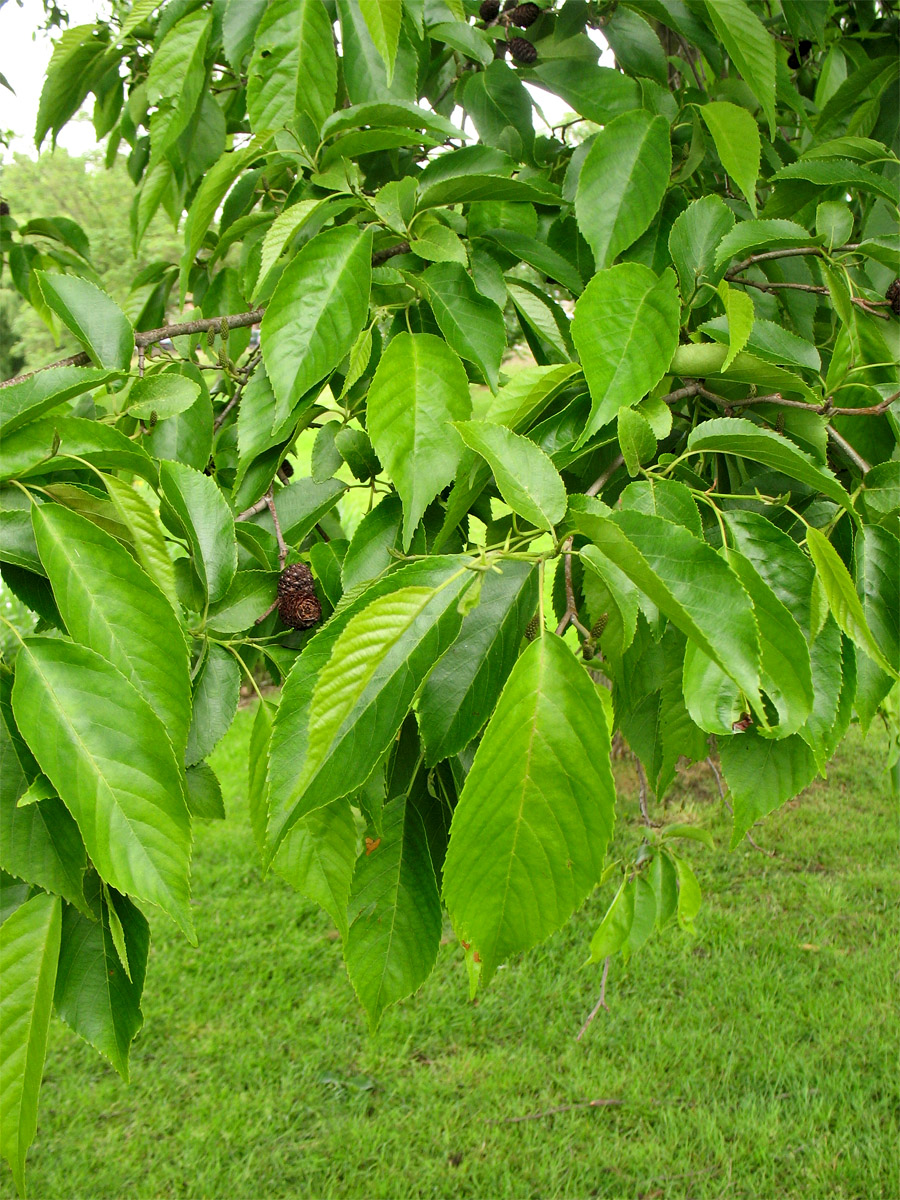 Изображение особи Alnus × spaethii.