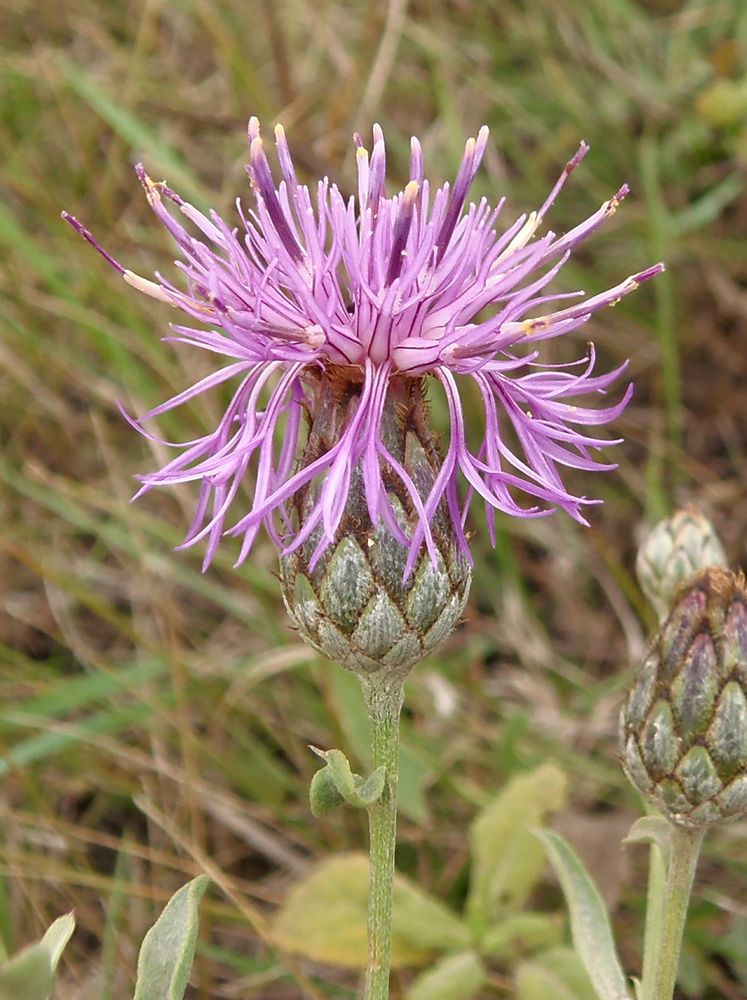 Image of Centaurea adpressa specimen.