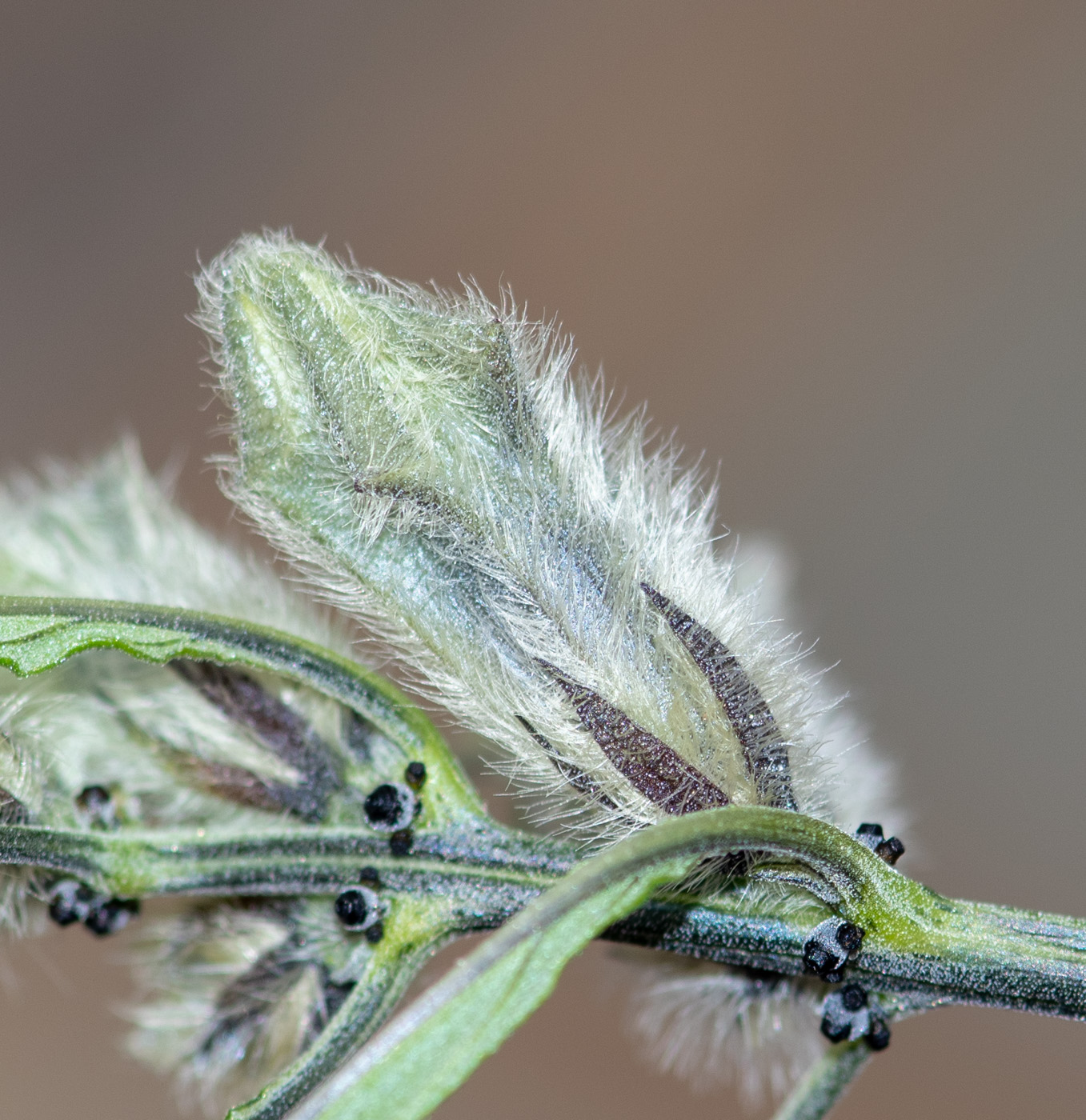 Изображение особи Sesamum triphyllum.