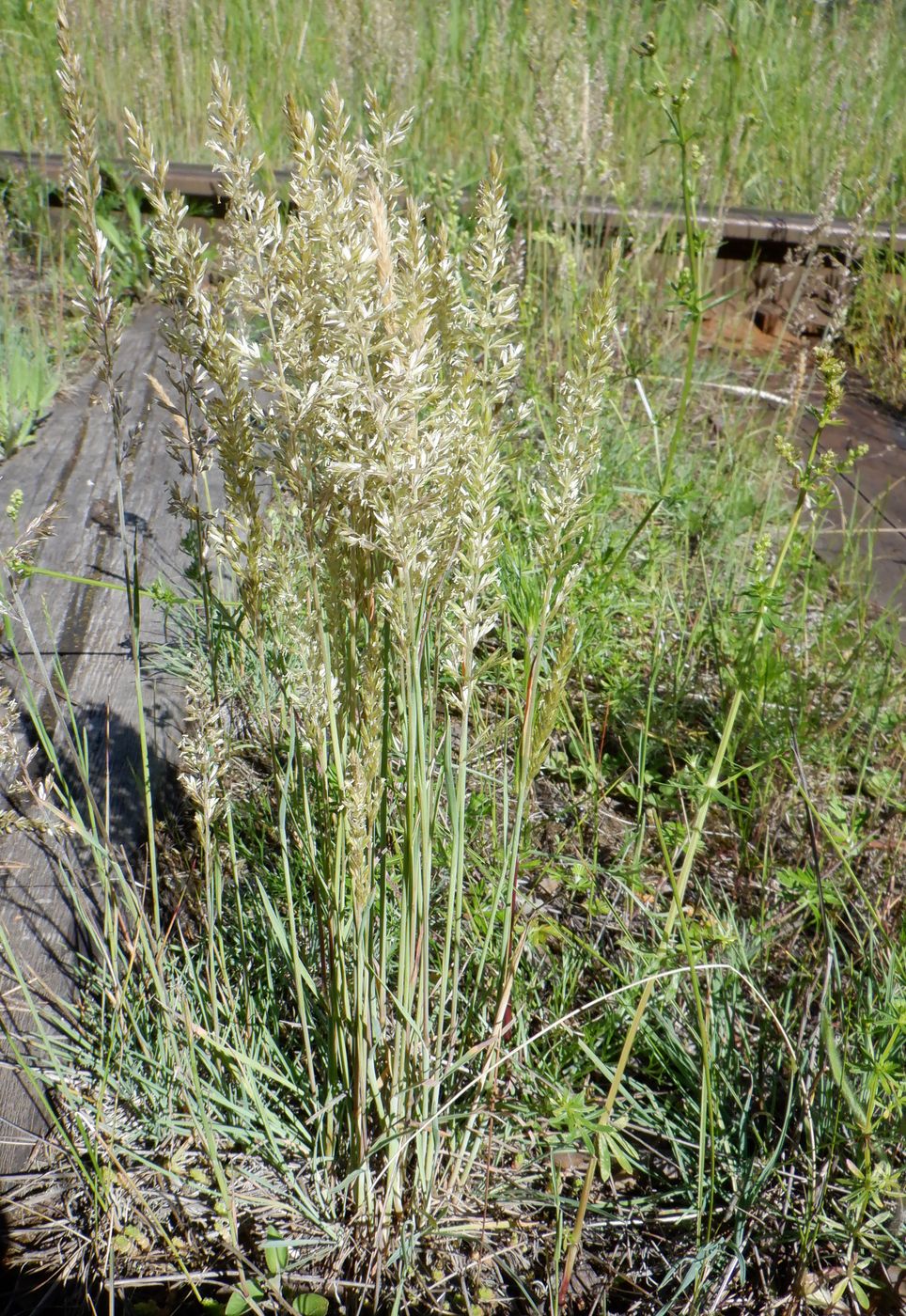 Изображение особи Koeleria glauca.