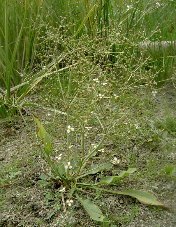 Image of Alisma lanceolatum specimen.