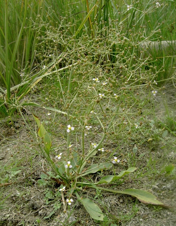 Изображение особи Alisma lanceolatum.