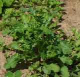 Senecio vulgaris