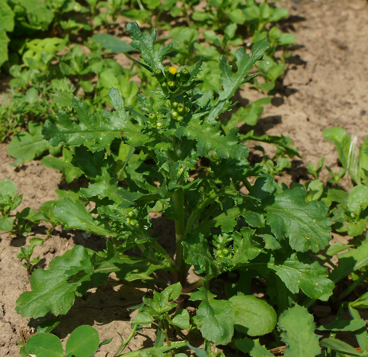 Изображение особи Senecio vulgaris.