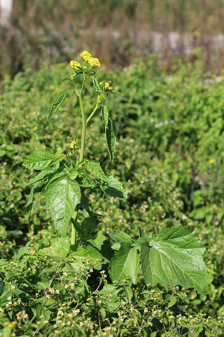 Изображение особи Brassica juncea.