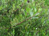 Salix kazbekensis