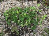 Alchemilla caucasica. Цветущее растение. Кабардино-Балкария, Эльбрусский р-н, долина р. Ирикчат, ок. 3100 м н.у.м., каменистое место. 06.07.2020.