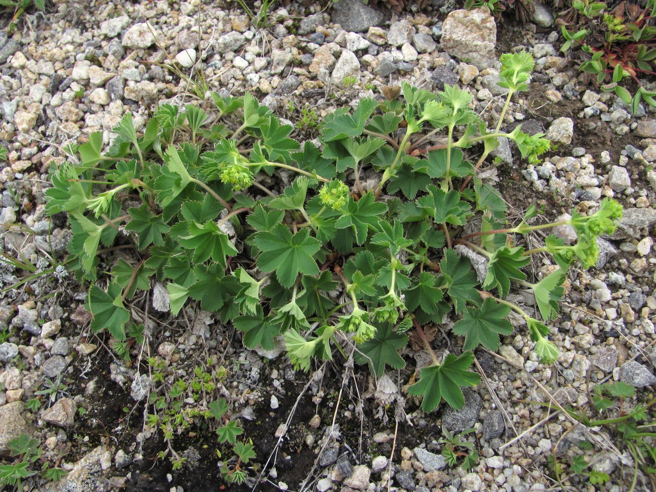 Изображение особи Alchemilla caucasica.