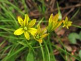 Gagea spathacea. Цветки. Нидерланды, провинция Drenthe, деревня Roden, парк на территории поместья (мызы). 13 апреля 2008 г.