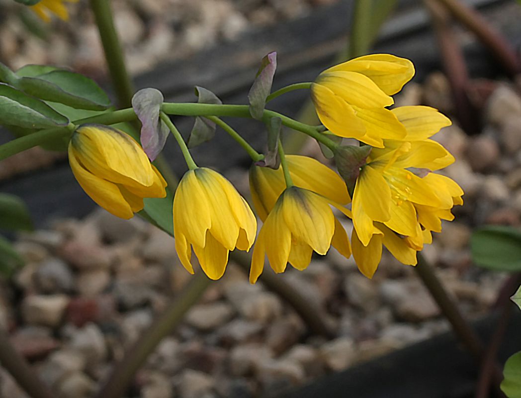 Image of Gymnospermium darwasicum specimen.