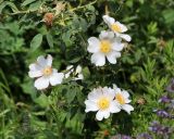 genus Rosa