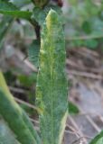 Cirsium setosum