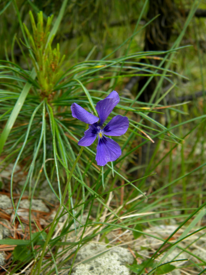 Изображение особи Viola altaica.