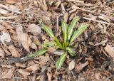 Isatis tinctoria