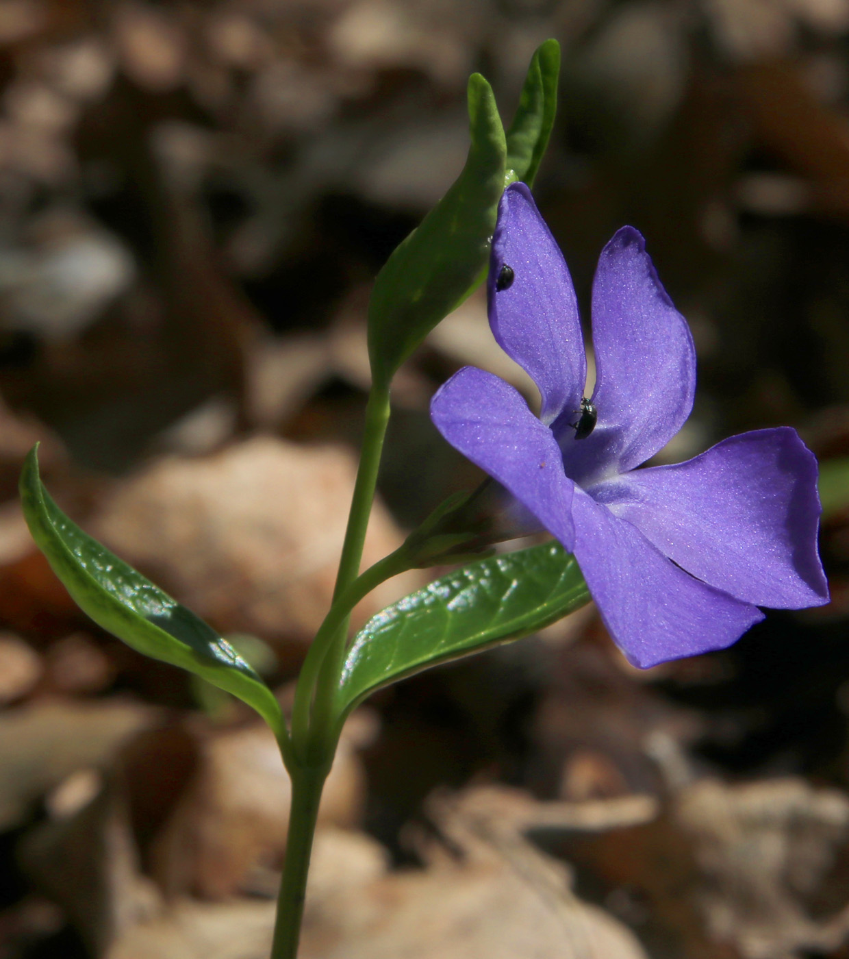 Image of Vinca minor specimen.