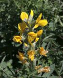 Thermopsis lanceolata