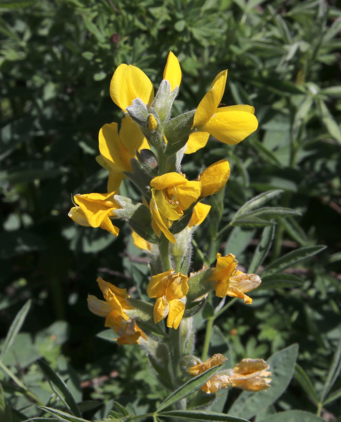 Изображение особи Thermopsis lanceolata.