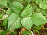 Amphicarpaea japonica