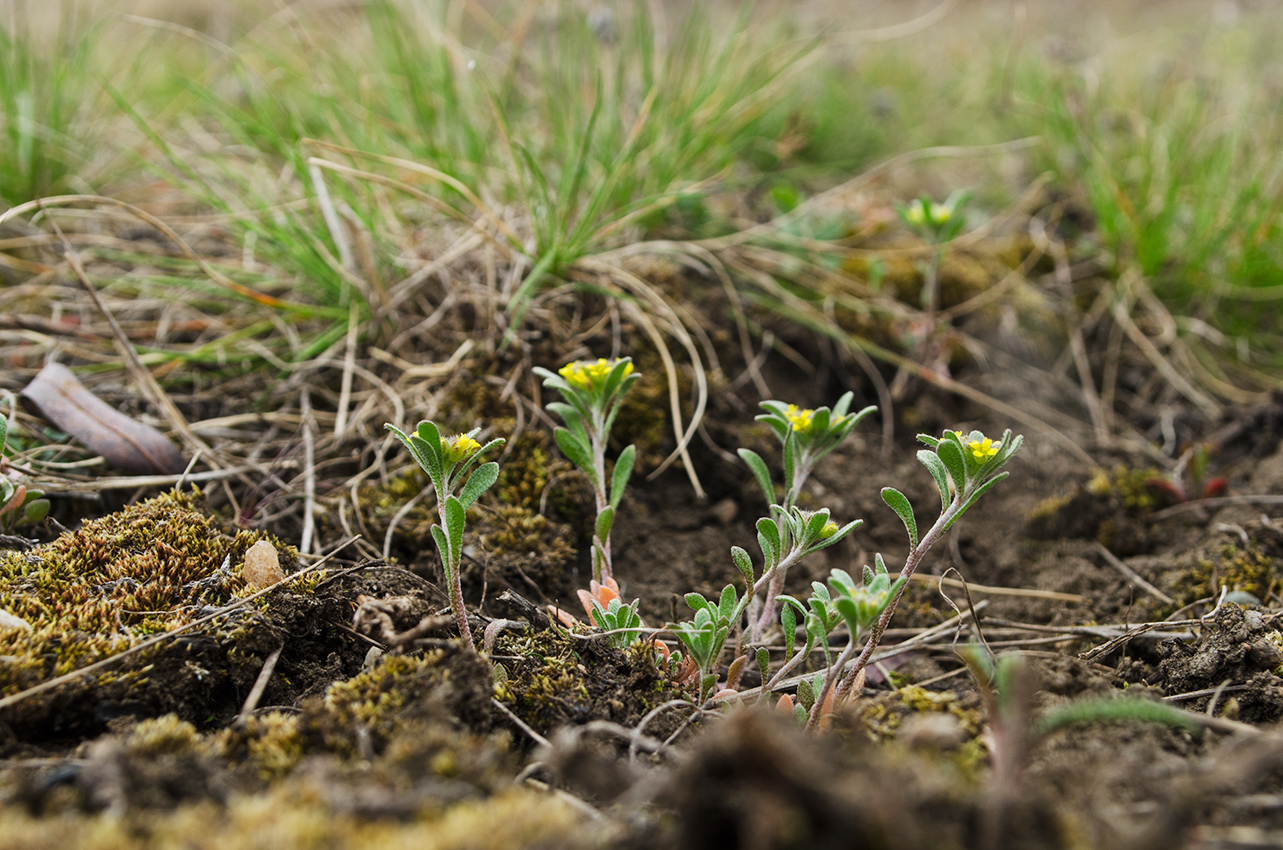 Изображение особи род Alyssum.