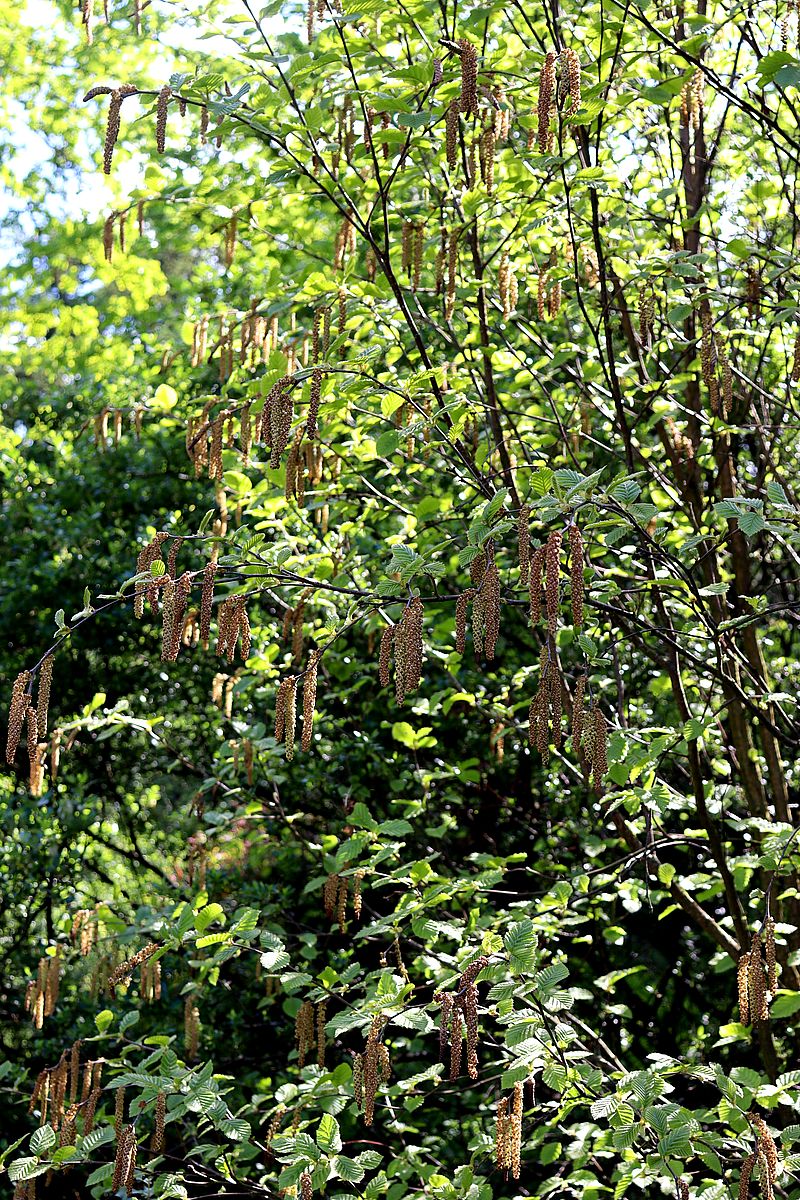 Image of Betula medwediewii specimen.