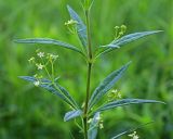 Rubia jesoensis. Часть побега с соцветиями. Приморский край, Уссурийский ГО, окр. с. Утёсное, пойма р. Раздольная, сырой луг. 21.06.2021.