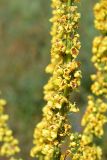 Verbascum nigrum. Часть соцветия. Санкт-Петербург, Кронштадтский р-н, о. Котлин, на галечнике между Финским заливом и автомагистралью. 22.06.2021.