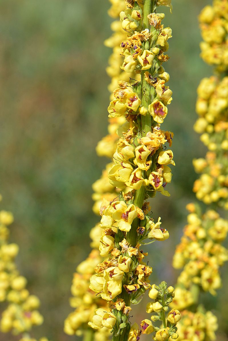 Image of Verbascum nigrum specimen.