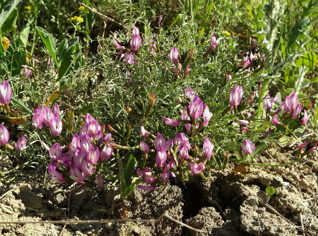 Изображение особи Astragalus subuliformis.