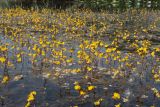 Utricularia australis. Верхушки растений с соцветиями. Крым, окр. Алушты, окраина с. Лучистое, пруд. 29.08.2021.