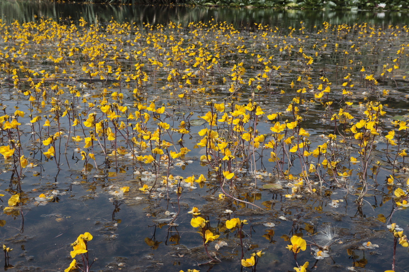 Image of Utricularia australis specimen.