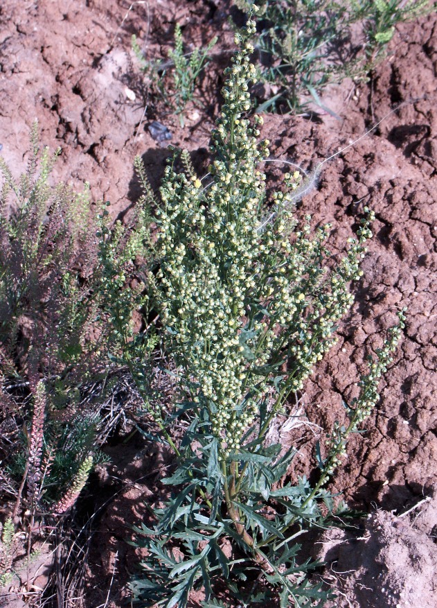 Изображение особи Artemisia latifolia.