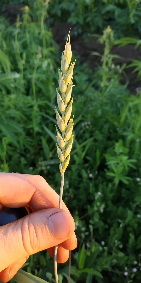 Image of Triticum aestivum specimen.