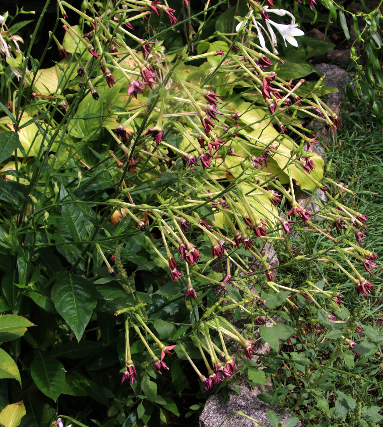 Image of Nicotiana alata specimen.