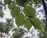 род Prunus. Верхушка веточки (видна абаксиальная поверхность листьев). Москва, ГБС РАН, дендрарий. 29.08.2021.