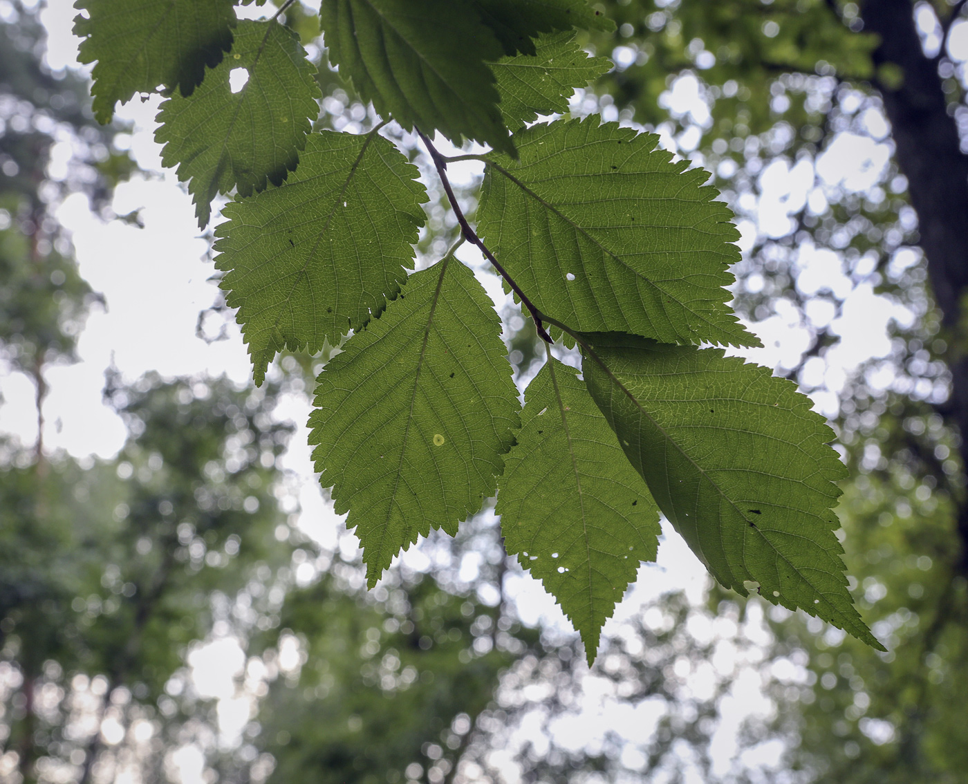 Изображение особи род Prunus.