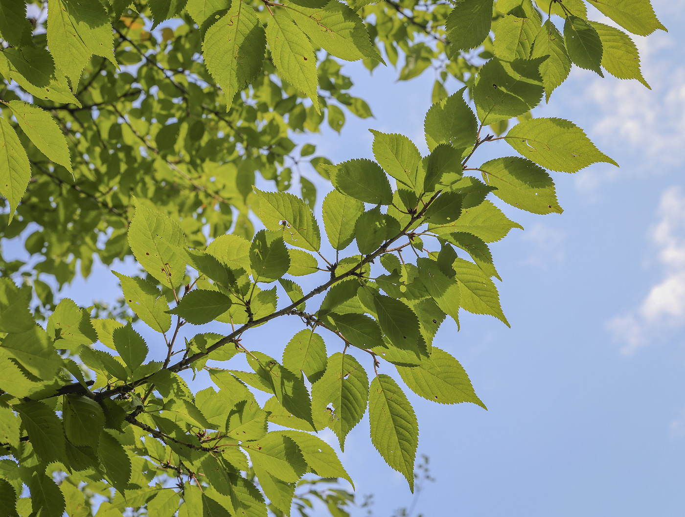 Изображение особи Prunus incisa.