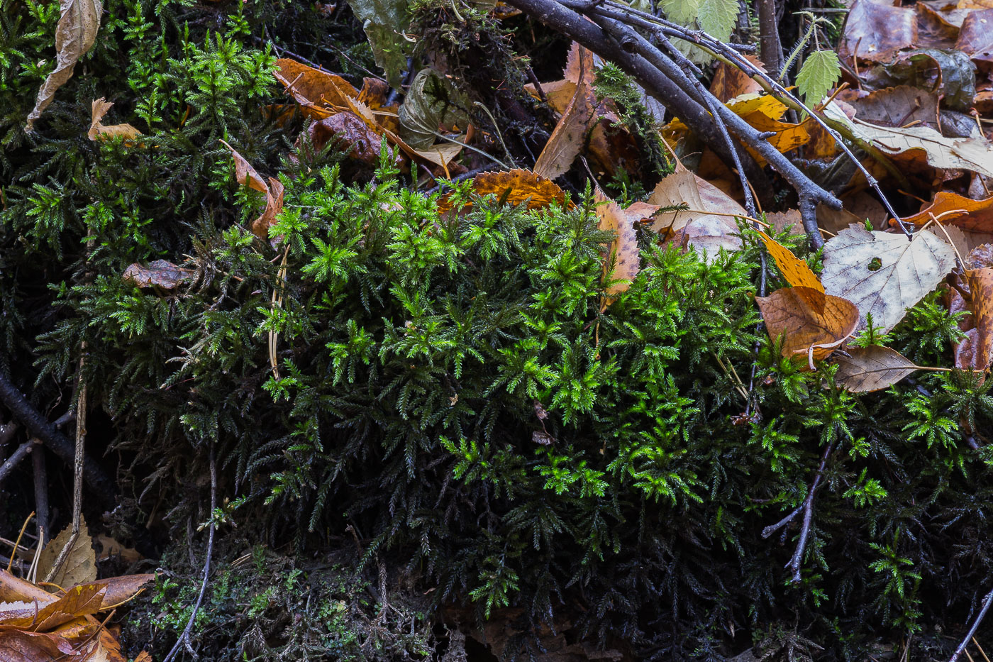 Изображение особи Climacium dendroides.