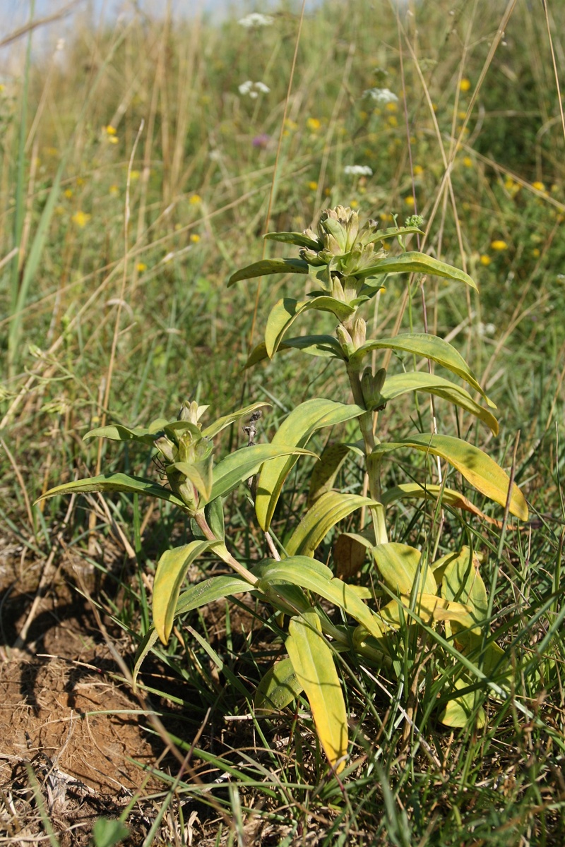 Image of Gentiana cruciata specimen.