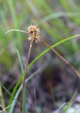 Carex flava