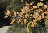 genus Quercus. Верхушка ветви с галлом и листвой в осенней окраске. Испания, Каталония, пров. Барселона, комарка Осона, муниципалитет Рупит-и-Пруит, окр. водопада Сальт-де-Сальент, ≈802 м н.у.м., край плато, древесно-кустарниковое сообщество. 15.12.2021.