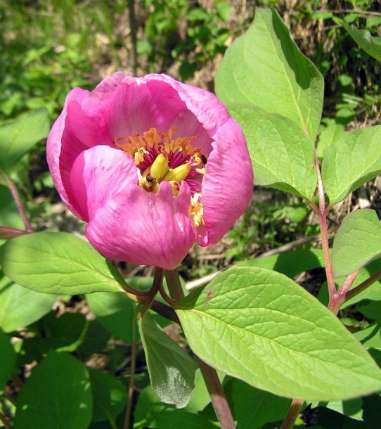 Изображение особи Paeonia obovata.