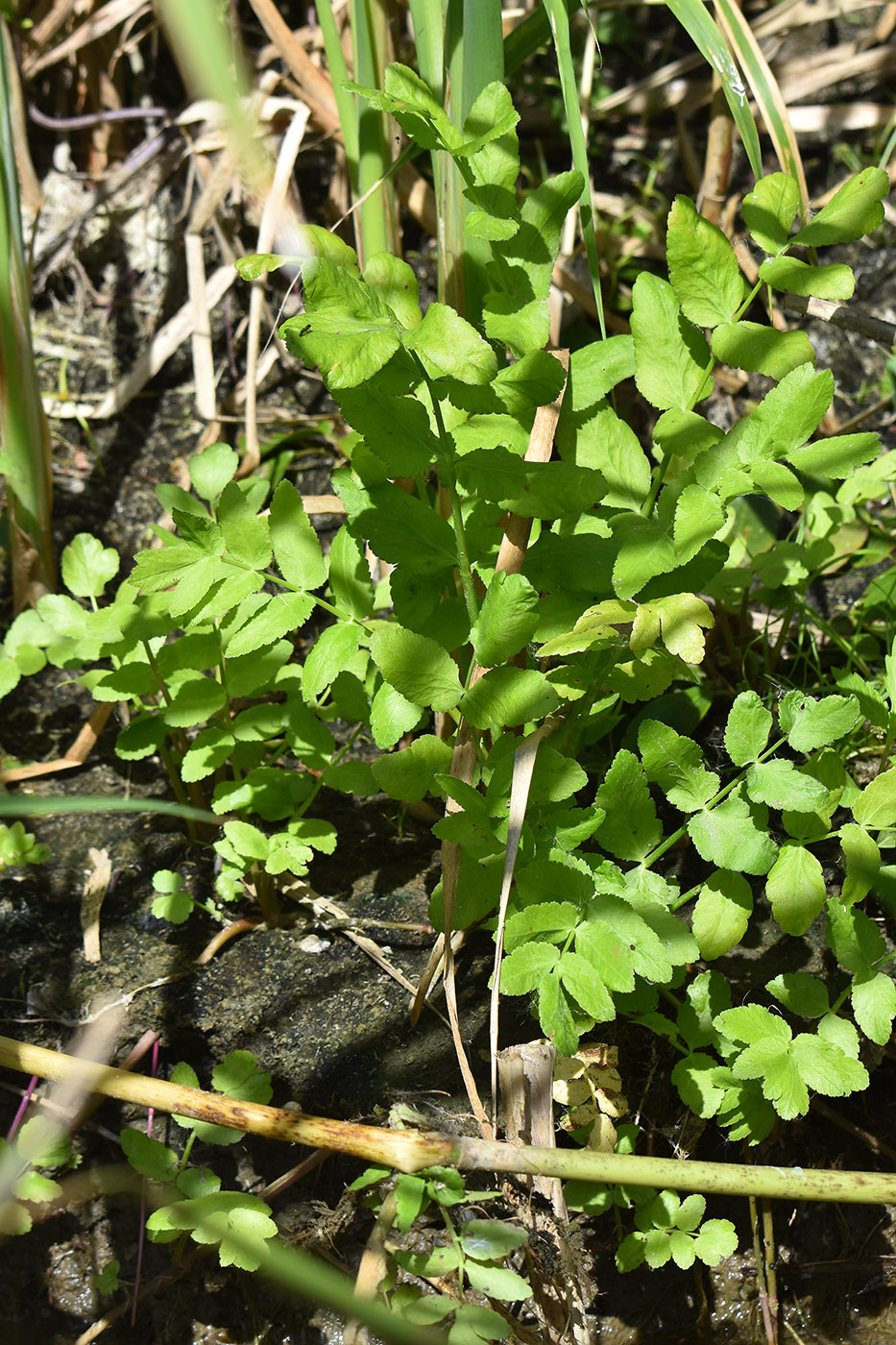 Изображение особи Sium latifolium.