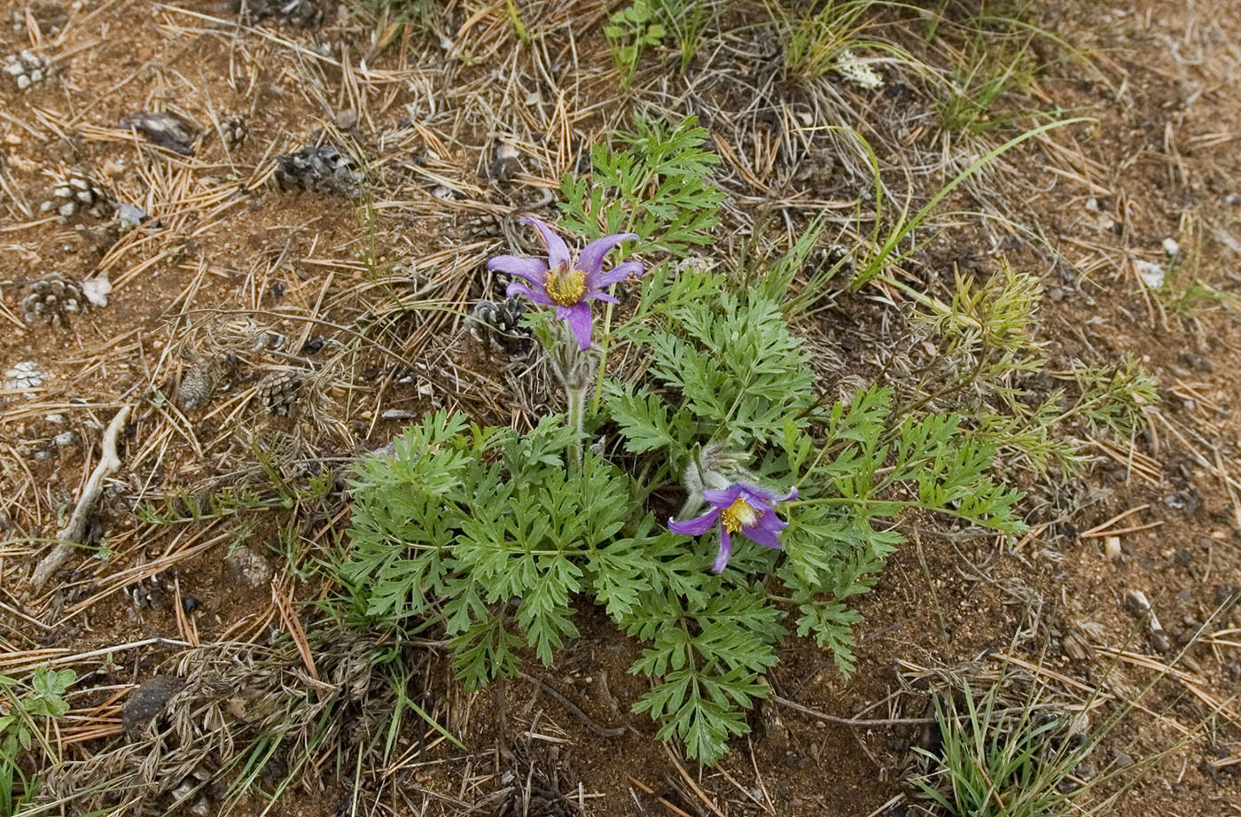 Изображение особи Pulsatilla turczaninovii.