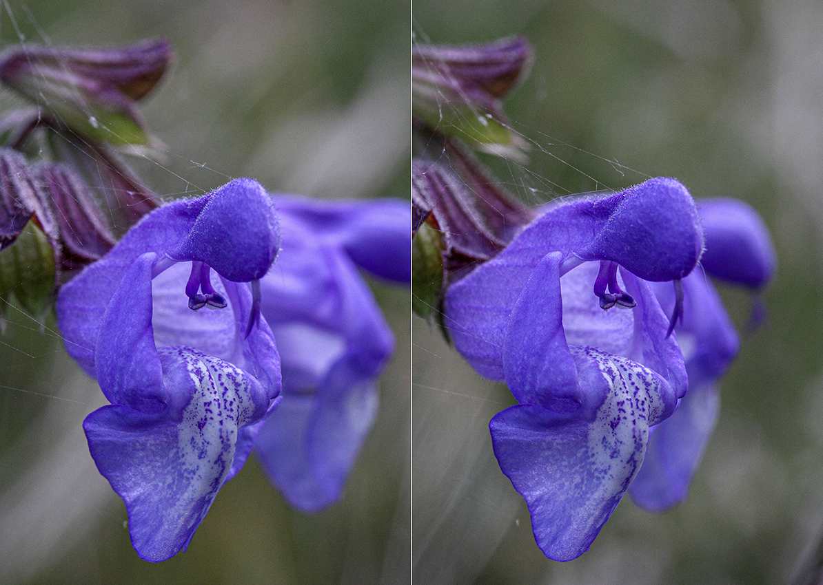 Image of Salvia ringens specimen.